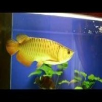 arowana fish